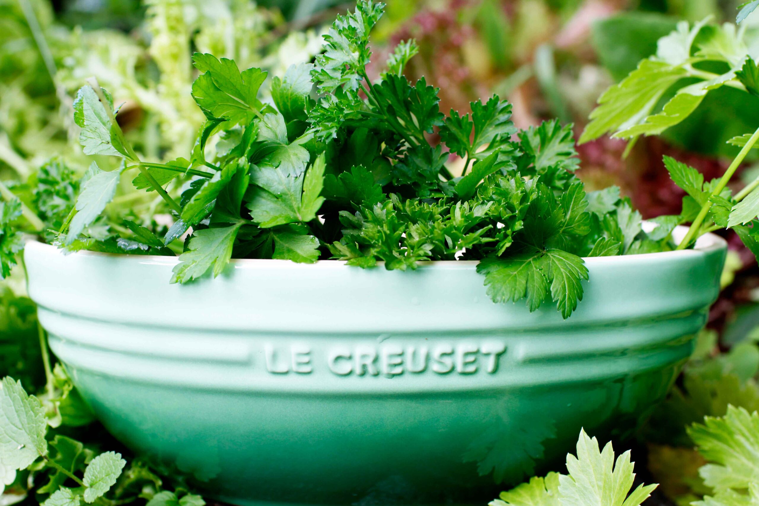 ALT="herbs, parsley, green bowl,Le creuset, 641 kb"